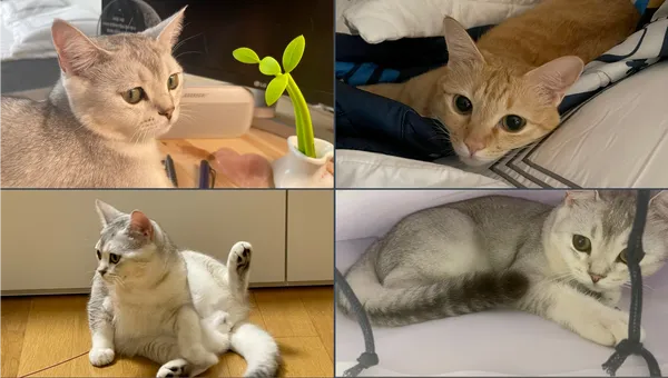 고양이 집사를 병행할 수 있는 이유